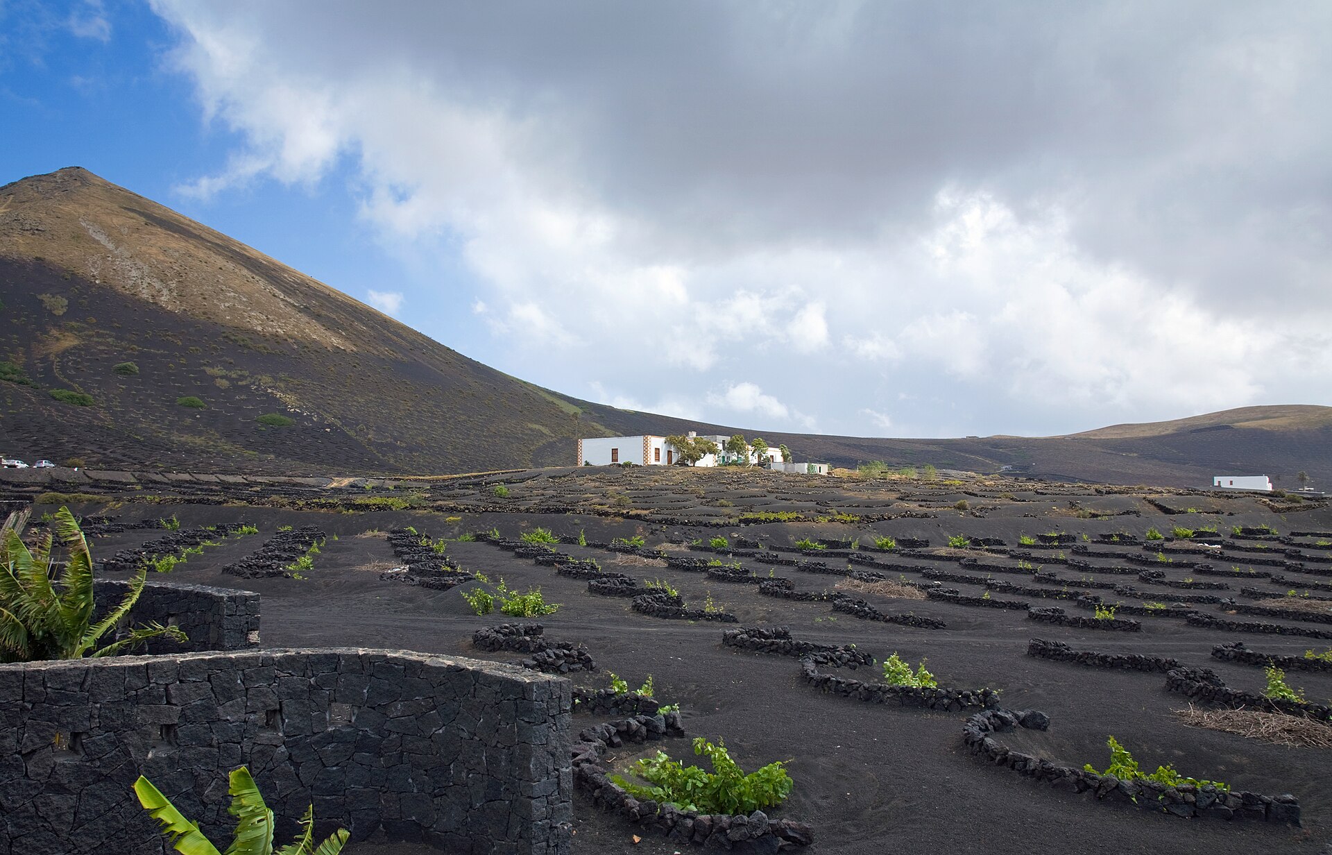 Viñedos de La Geria, en Lanzarote